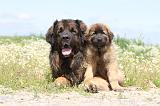 LEONBERG 502